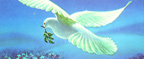 peace-dove