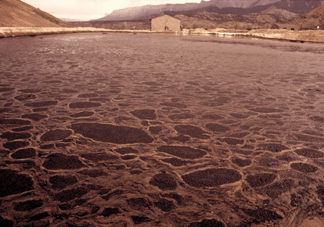 Wastes-uranium-tailings-at-Elliott-Lake
