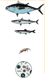 marine-food-chain