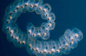 salp-like-jellyfush