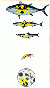 radiation-in-sea--food-chai