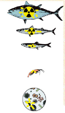 radiation-in-sea--food-chai