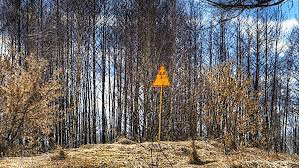 Chernobyl-forest-14