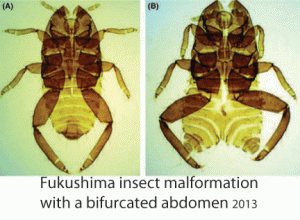 Nuclear Insect Nuclear pollution – genetic effects « nuclear-news