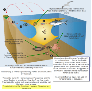 Biomagnification chart
