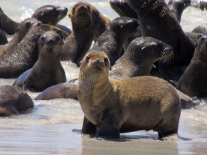 Baby Sea Lions by Eric Boerner NOAA