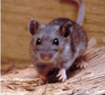 Deer Mouse CDC gov
