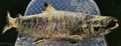 10342499_966770236733407_1940032514847019228_n