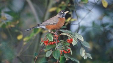 The American robin has declined in some southern states, but increased further north. US Fish and Wildlife Service