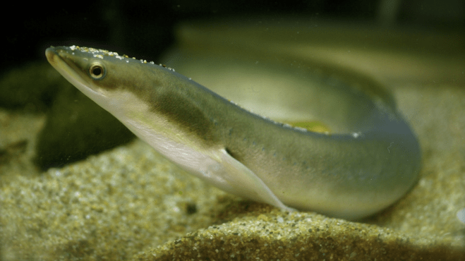 Japanese_eel_16x9.png
