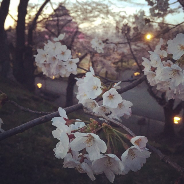 koyama-2-cherry-blossoms-sakura-photographed-by-mokomo-i-think-the-sakura-in-my-home-town-is-the-best-after-all-says-mokomo.jpg
