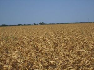 Maize in a drought in Texas. Photo by Billy Hathorn. CC BY-SA 3.0. Wikimedia Commons.