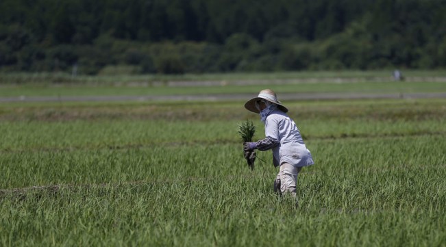 Fukushima rice sold to Britain june 20 2016.jpg