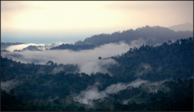 Forest and clouds