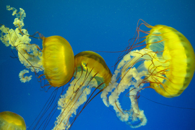 Jellyfish