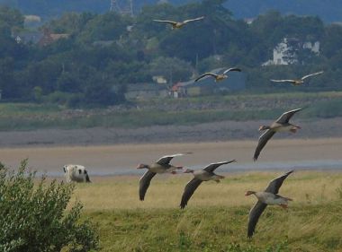 Migrating birds that depend on the Severn Estuary