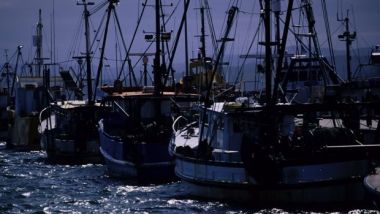 Smaller catches (Photo: Andrew Quilty)