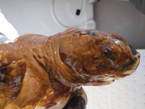 BP Disaster Oiled Turtle