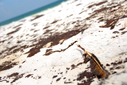 Air Force photo by Tech. Sgt. Emily F. Alley, Oil beach feather BP